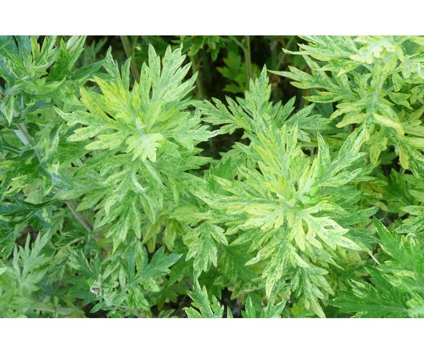 Oriental Limelight Sage